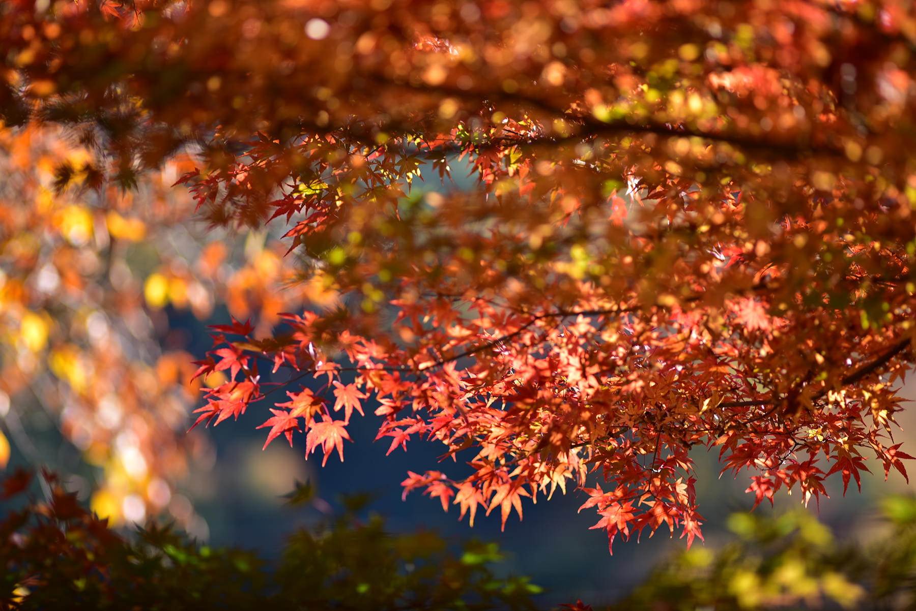 客室スライド2 秋